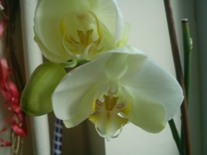 phalaenopsis