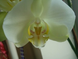 phalaenopsis