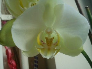 phalaenopsis