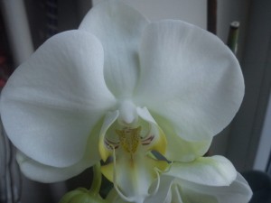 phalaenopsis